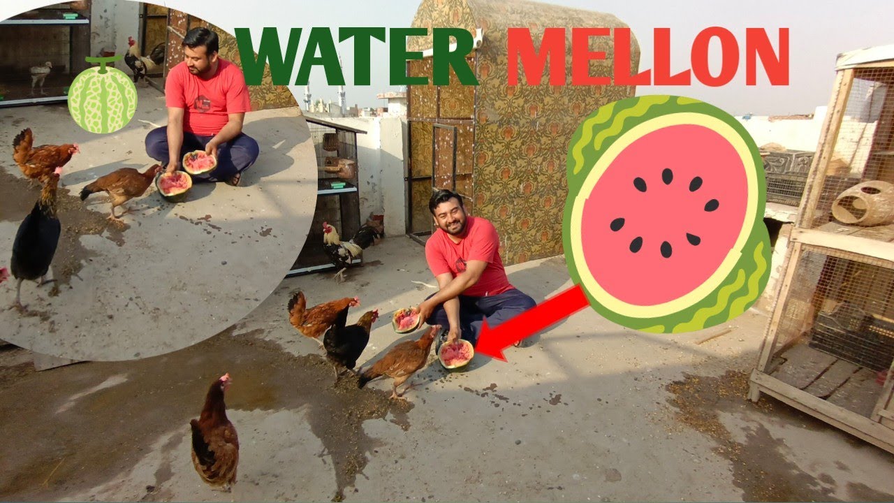 WATER MELON FOR MY BIRDS🍉 ENERGY FOOD YouTube