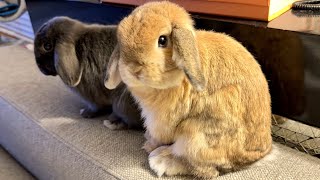Guess which Rabbit is in trouble again? by Bella & Blondie Bunny Rabbits 1,696 views 1 month ago 1 minute, 49 seconds