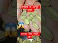 इलायची के अदभुत फायदे #viral #facts #food #ayurved #healthydiet #helthbenefitsshorts