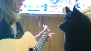 Schipperke Max's guitar tutorial 2 by Lidia Friederich 628 views 7 years ago 55 seconds