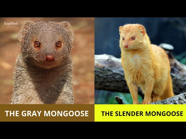 Mongoose 101 - Interesting Facts about Mongooses class=