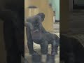 Momotaro showed some behavior #Wildlife #fypシ゚viral #fyp #gorilla #ZooAnimals
