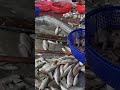Fresh Catch Alert! Witness the Jaw Dropping Amount of Seafood at This Bustling Fish Market! MP4 1 05