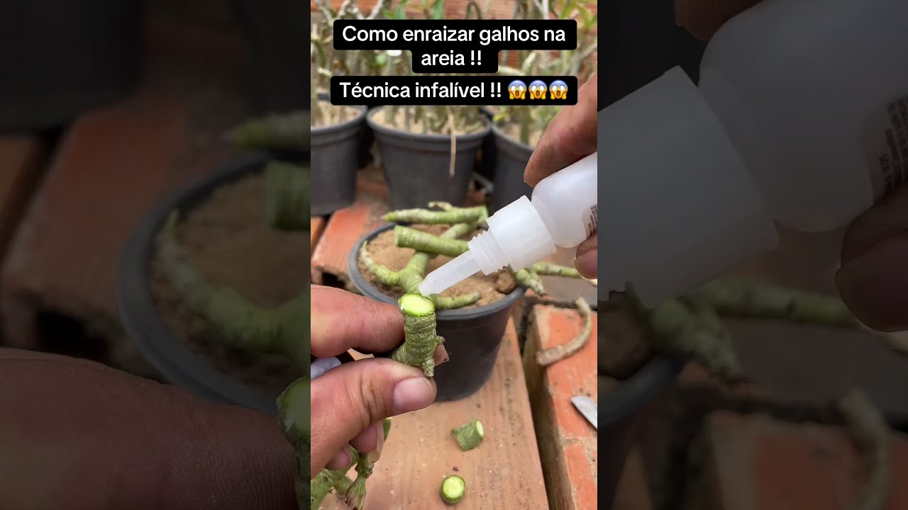 Técnica infalível !! Enraizamento !! 