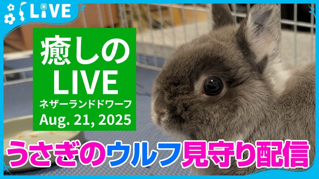 今日のうさぎ 8/21】ネザーランドドワーフのまったり夜時間
