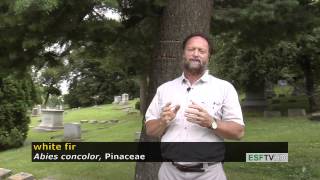 Trees with Don Leopold - white fir