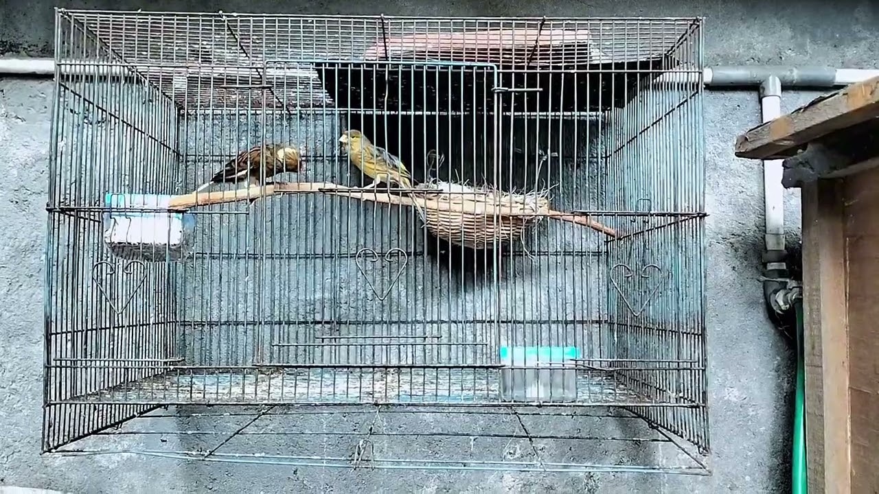 Cara mudah ternak burung kenari dari awal penjodohan dan memilih indukan jantan betina yang siap 