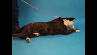 Petey-Available At The Humane Society Of Missouri