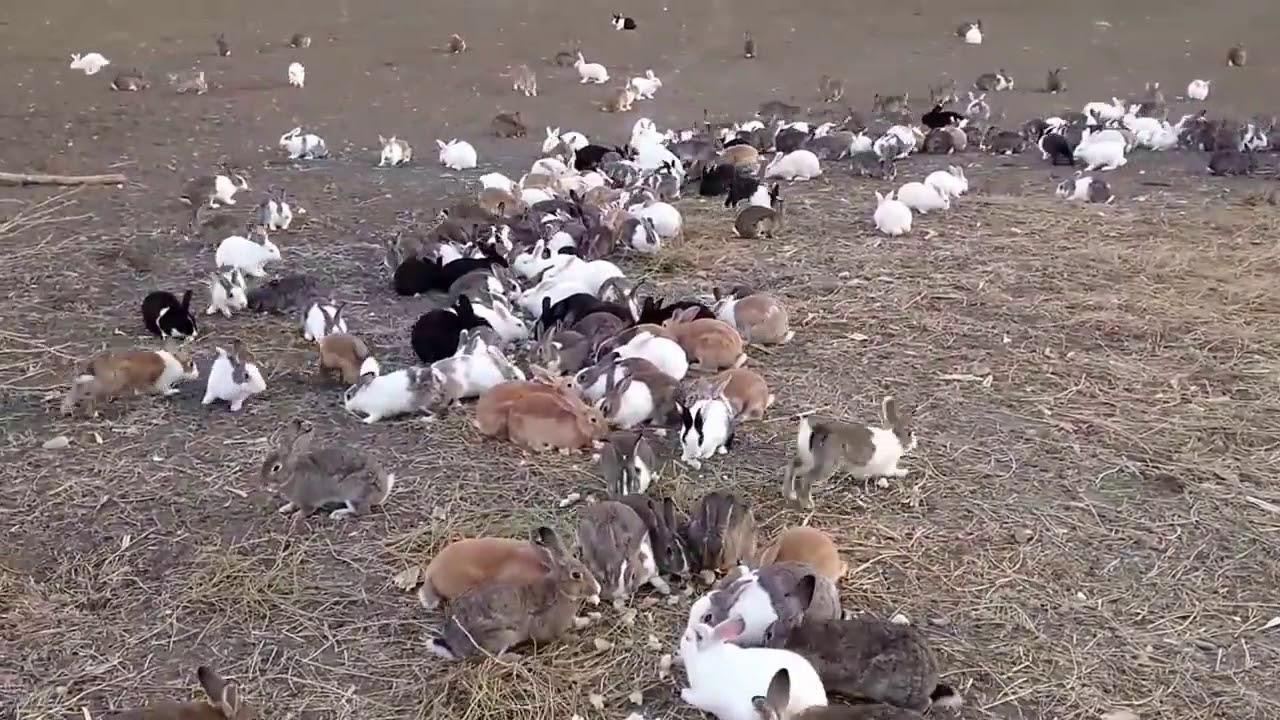 جولة في اكبر مزرعة تربية ارضي للارانب . a tour of the largest rabbit breeding farm
