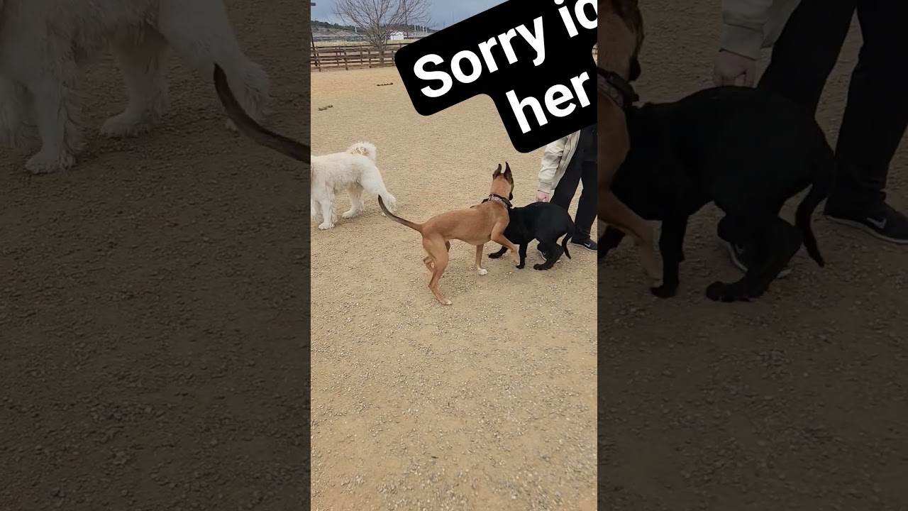 First time at the dog park! 