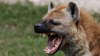 世界で一番危険な動物ランキングベスト25 Eps2 Youtube