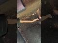 Gotta clean up the carpet
