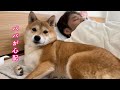 体調不良で夜間病院にいったパパを心配して寄り添う柴犬