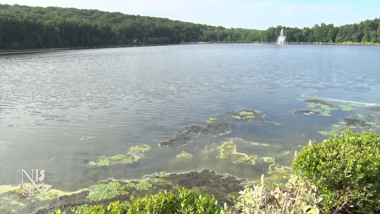 Harmful algal blooms grow in NJ lakes, reservoirs
