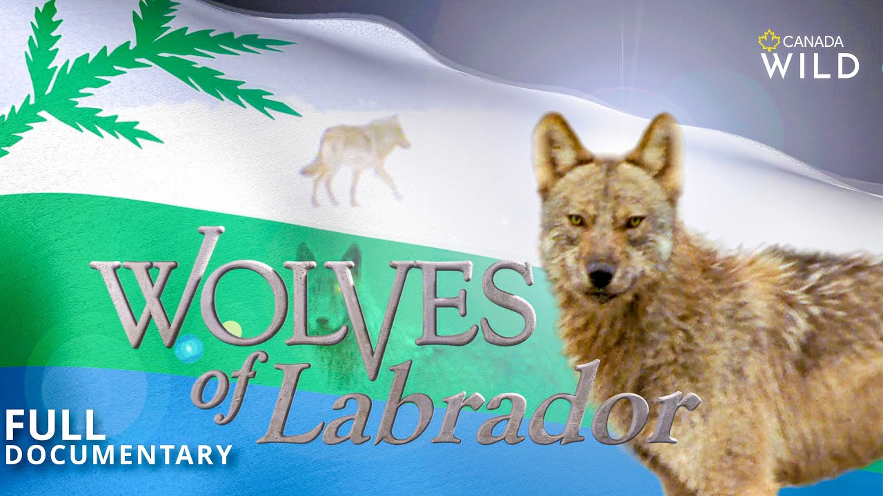 ⁣Wolves of Labrador | Full Documentary #Newfoundland #Wolf | Canada Wild 🇨🇦