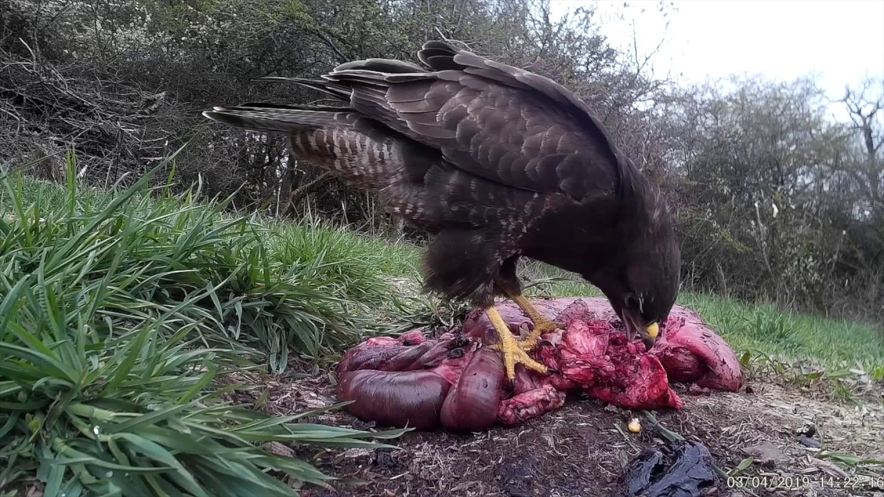 aashiqui 1 مترجم Common buzzard on carrion. Mäusebussard frißt Aas