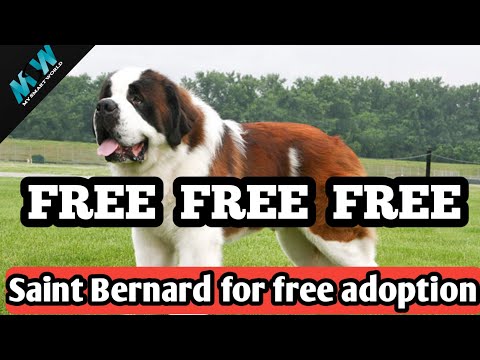 free saint bernard puppies