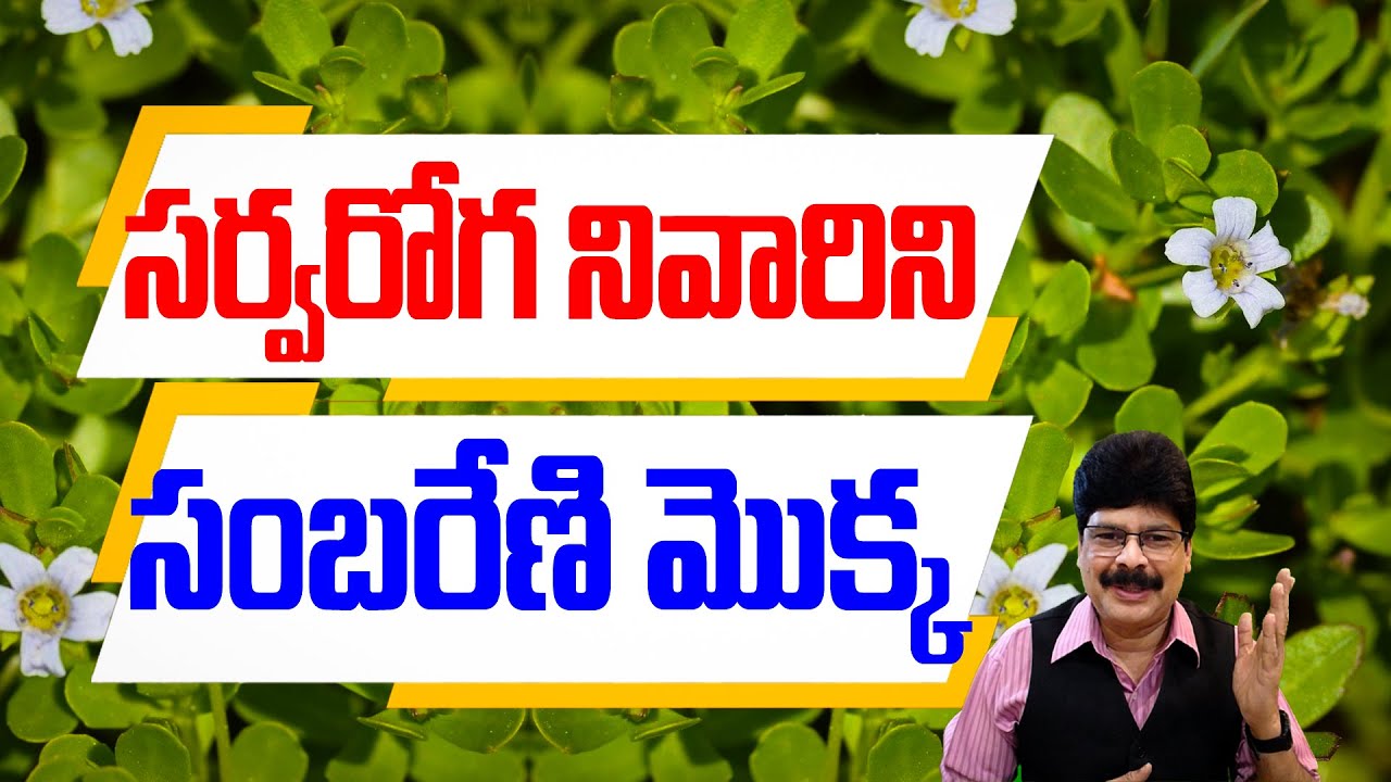 సర్వరోగ నివారిణి సంబరేణి మొక్క | Sambareni Plant (Brahmi ) Uses Ayurveda | Dr.Murali Manohar
