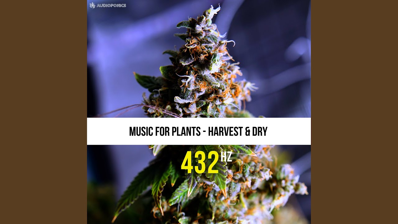 Wet Trim Healing Tones