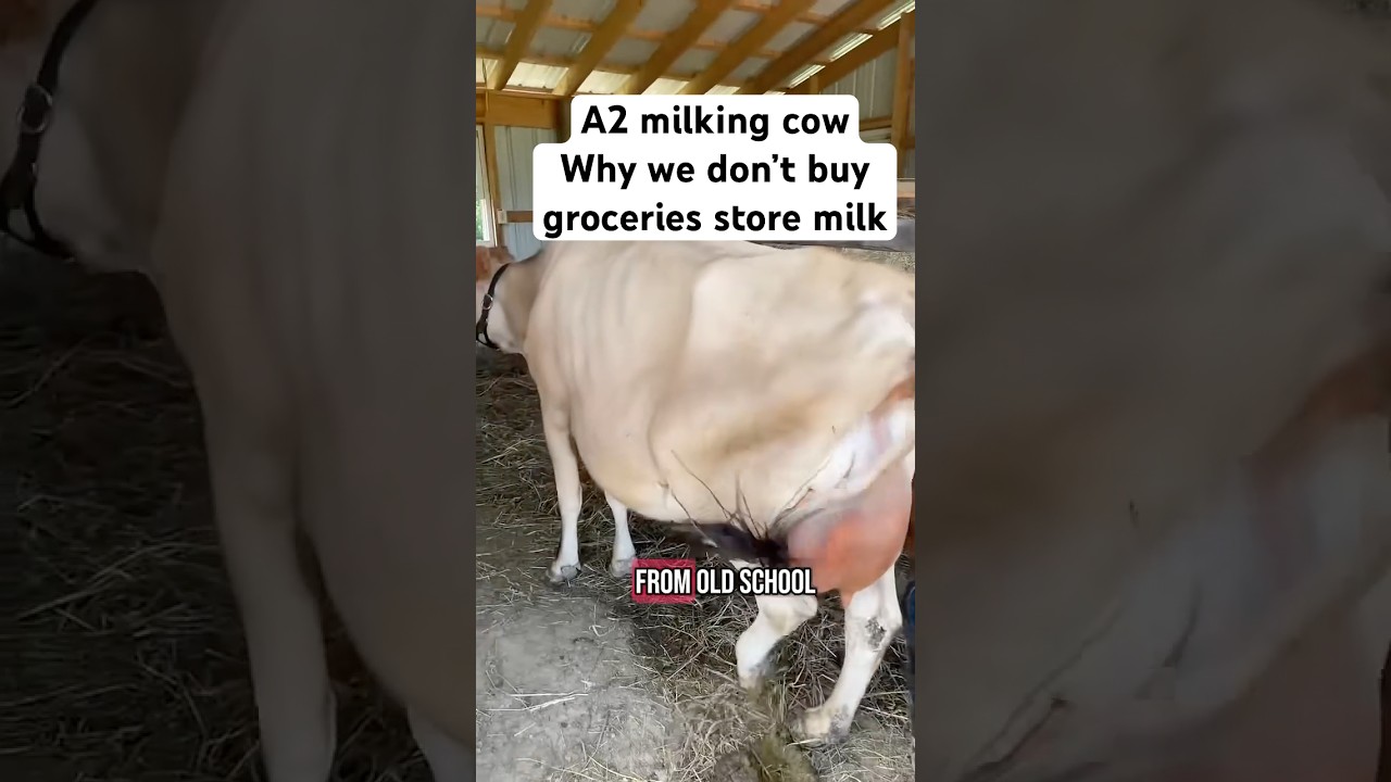 A2 milking cows