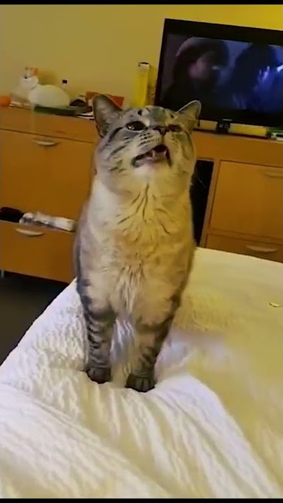 Sneezed Cat - Kucing Bersin Hacu Hacu