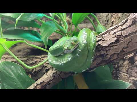 Tongue movement of a Green tree python
