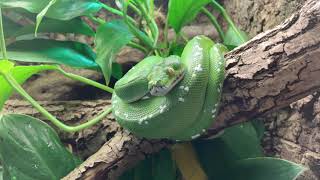 Tongue movement of a Green tree python