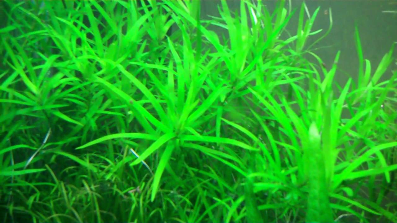 Tropical Red Star Grass 81