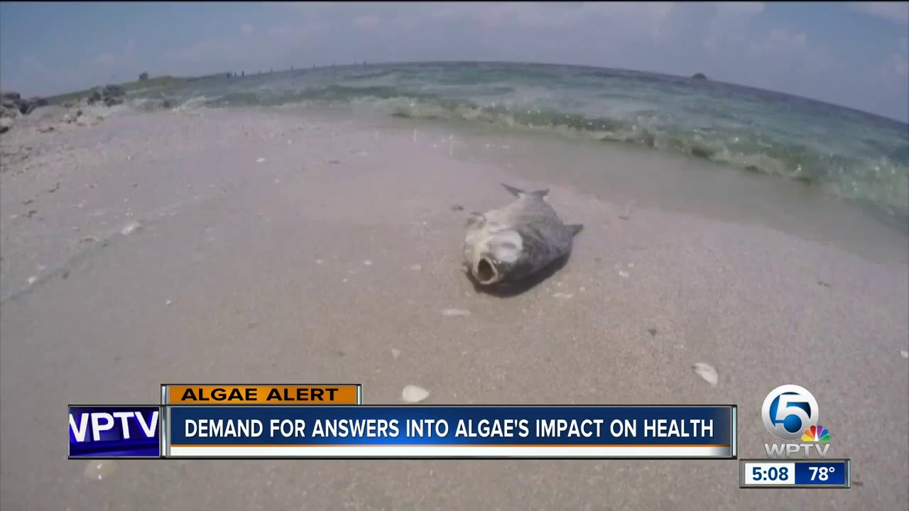 The health effects of blue-green algae