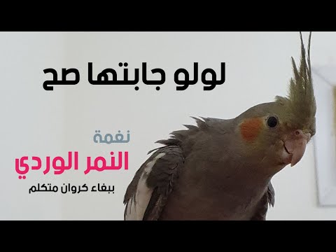 كروان يتكلم على اليد ويقلد نغمة النمر الوردي أفضل ببغاء في عام 