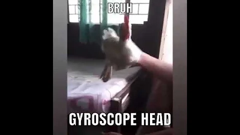gyroscopic chicken head