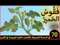 قثاء الحمارالعشبة    في السلسلة التعريفية بالأعشاب الطبية الموجودة في المغرب