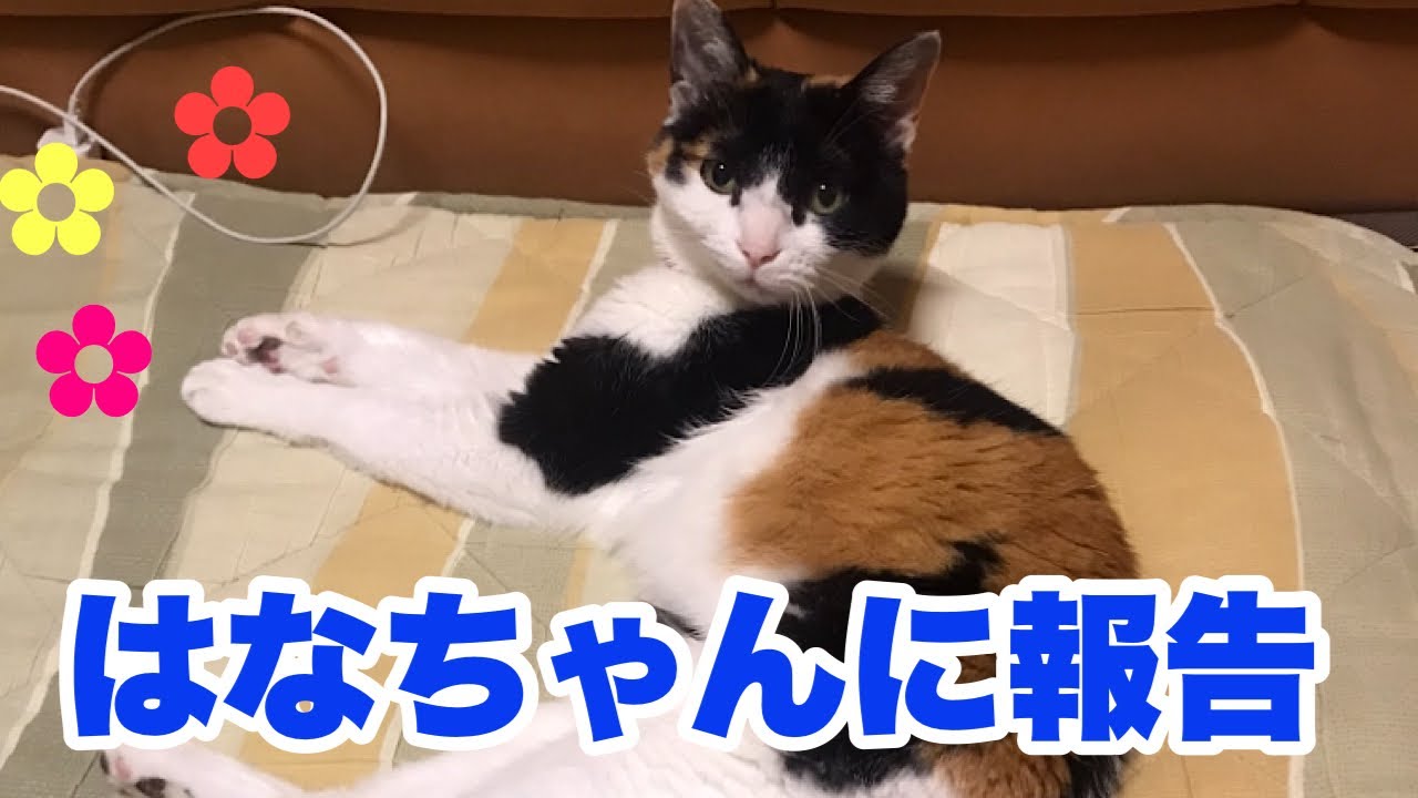 はなちゃんに報告　548