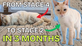 猫の腎臓レベルを自然に下げる方法 - シニア猫のCKDサプリメントスタック😻