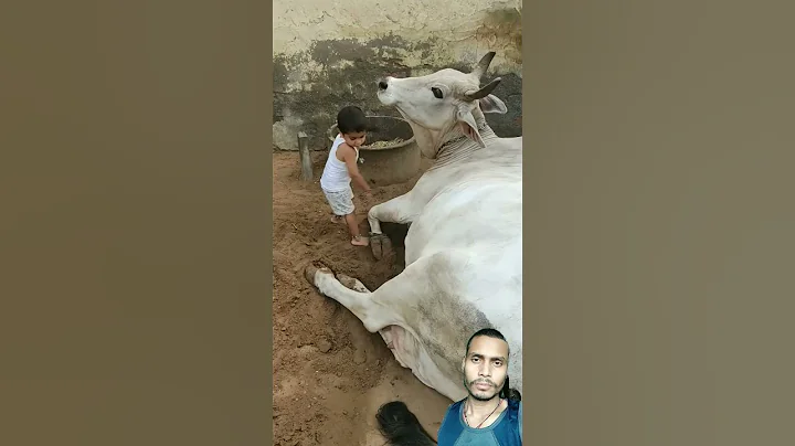 short#cow#vairal chiladcow video #cow chilad masti vairal video #cow chilad vairal🙏🙏