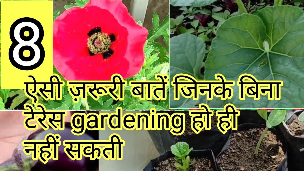8 important tips for terrace gardening or container gardening - YouTube