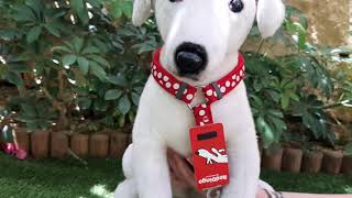Red Dingo Standard Dog Harnesses