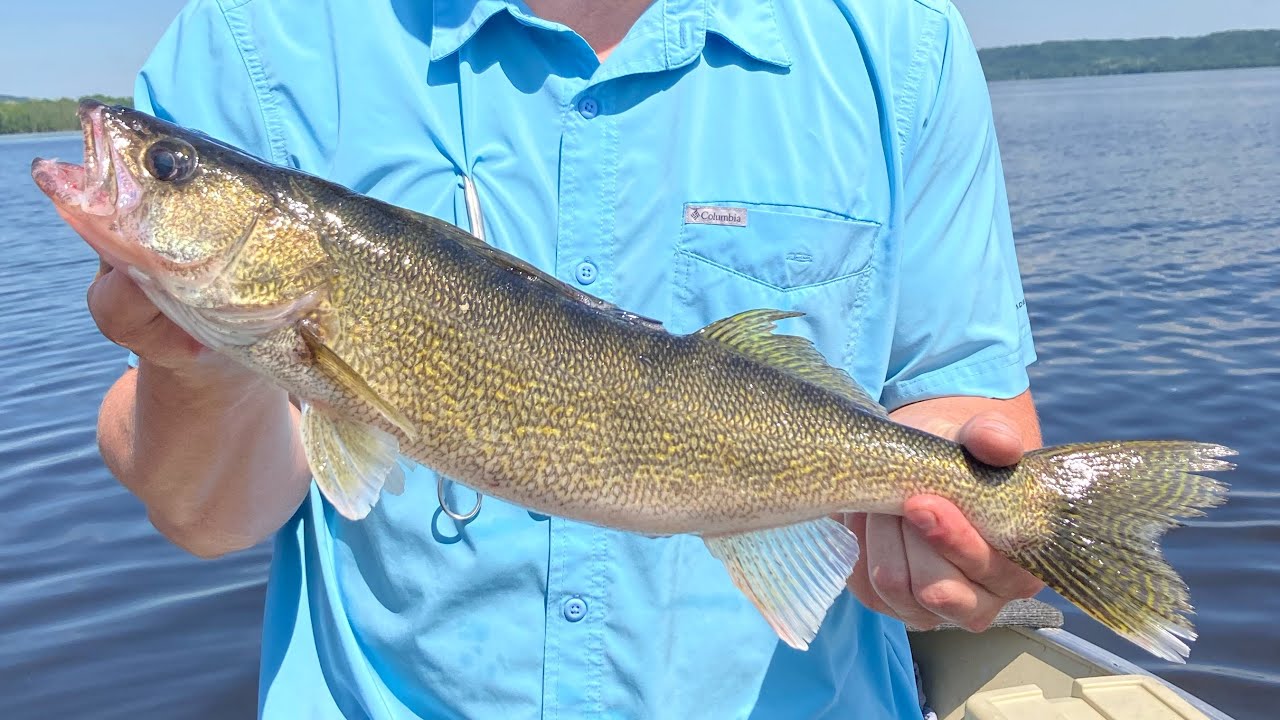 LAKE PEPIN SAUGEYE limit in 2 hours! YouTube