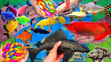 Video tổng hợp cá cảnh đẹp, vịt con, cá koi, cá trê, cá sặc, cá dọn bể, rùa con