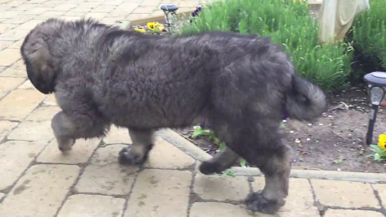 Caucasian Mountain Shepherd For Sale >> Caucasian Mountain Dog Male Puppy For Sale Youtube Caucasian Mountain Shepherd For Sale >> Caucasian Mountain Dog Male Puppy For Sale Youtube