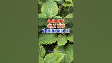 8 công dụng của lá tía tô có thể bạn chưa biết #quanghunghc #songkhoe #tiato #baithuocdangian