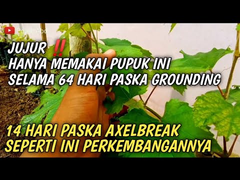 Video: Penyelamat Anggur: Bagaimana Menggunakan Insekto-fungo-stimulan 3 In 1? Masa Menunggu Tindakan Dadah, Langkah Berjaga-jaga