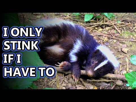 Video: Where does the skunk live? Striped skunk: description, photo