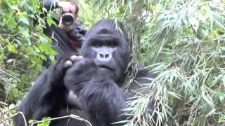 Silverback Gorilla strikes a pose  very close encounter!