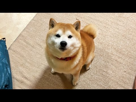 家族が移動するたびに正面に回り込み高速おすわりを見せつける柴犬