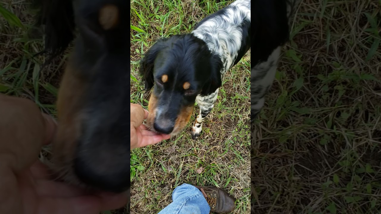 Ella - Recall & Whoa, Transferred from Placement Board to Training Yard  07 02 21