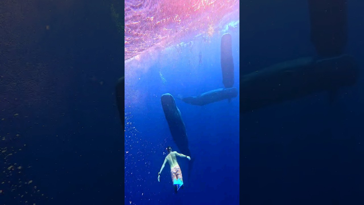 Swimming with whales in Mauritius was INCREDIBLE 