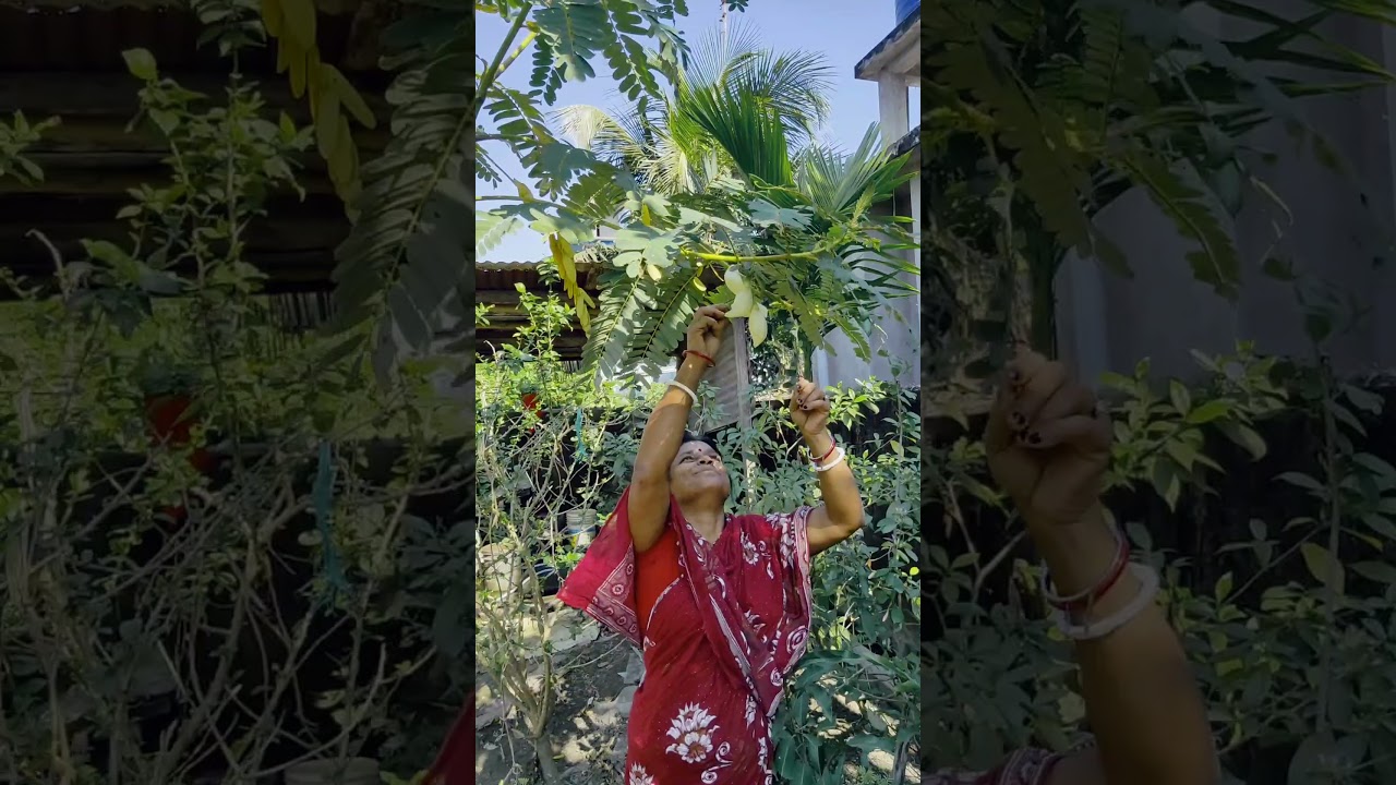 My Mother Plucking Bokful (Sesbania Grandiflora) from our Garden🏡😍 