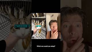 Which One Would You Adopt?