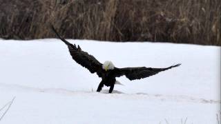 Eagle has landed @ Mentor Marsh